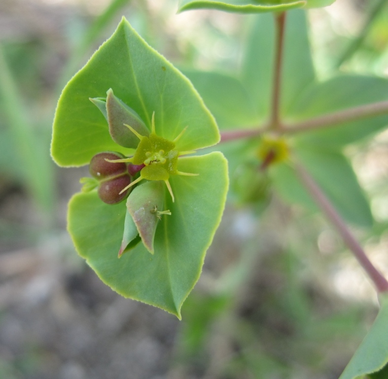 Euphorbia terracina